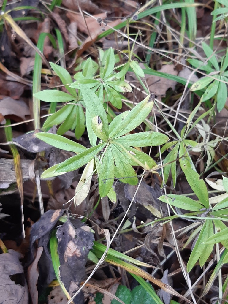 Galium odoratum