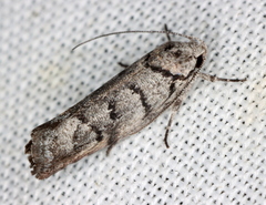 Lichenaula onychodes