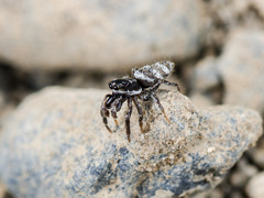 Salticus tricinctus