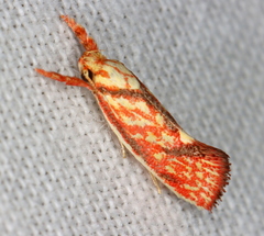 Crepidosceles chryserythra