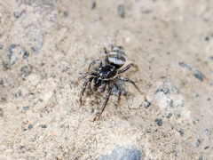 Salticus tricinctus