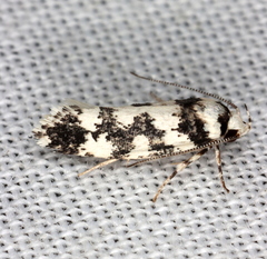 Lichenaula melanoleuca