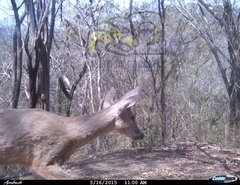 Odocoileus virginianus sinaloae