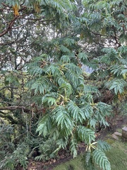 Hagenia abyssinica, photograph author not stated, no rights reserved