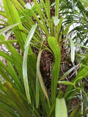 Cymbidium bicolor