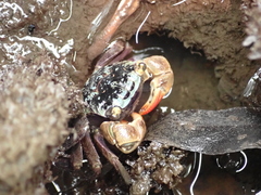 Parasesarma erythodactylum