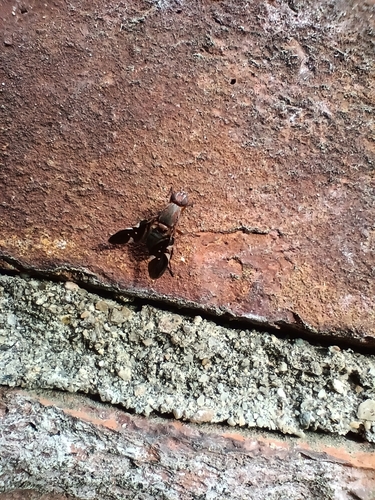 Unknown species found near Allen St and Cottage St, New Bedford, MA 02740, USA
