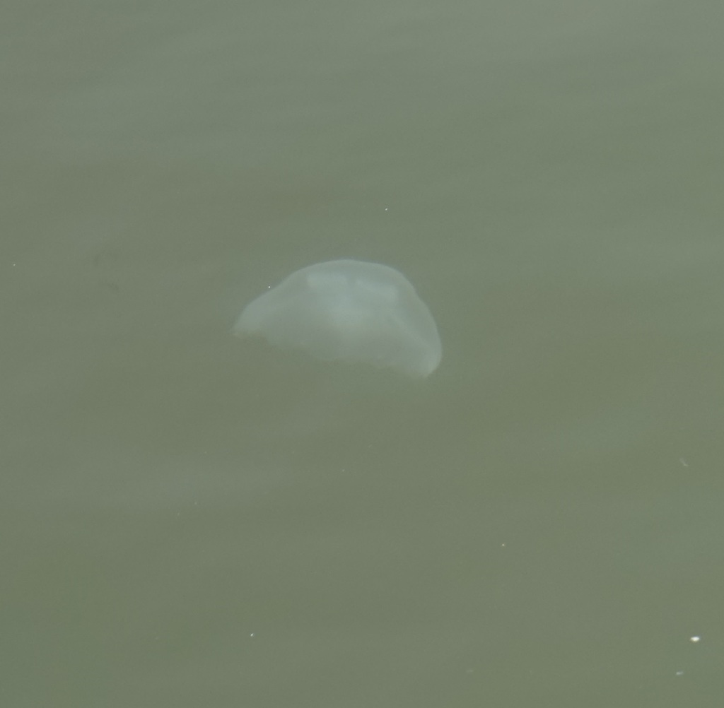 Asian moon jellyfish