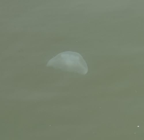 Asian moon jellyfish