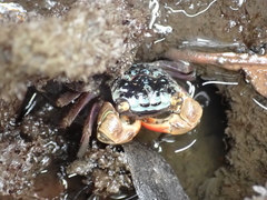 Parasesarma erythodactylum