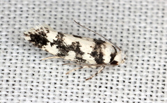 Lichenaula melanoleuca