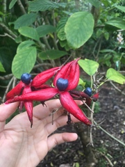 Clerodendrum minahassae
