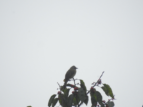 Flavescent Bulbul