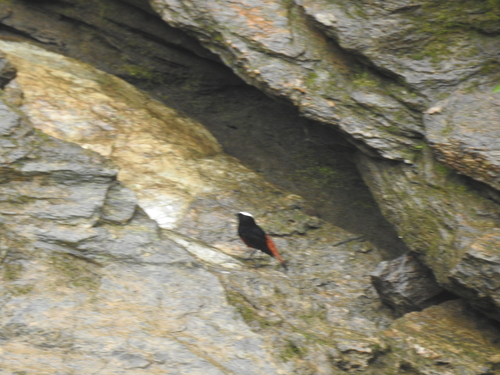 White-capped Redstart