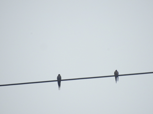 Eastern Red-rumped Swallow