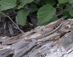 Microlophus occipitalis