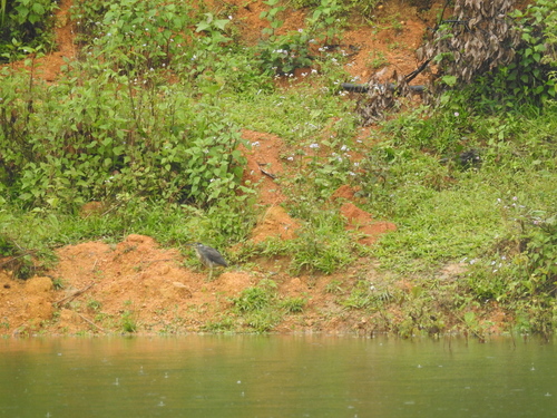 Little Heron