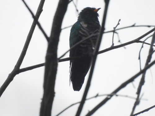 Asian Emerald Cuckoo