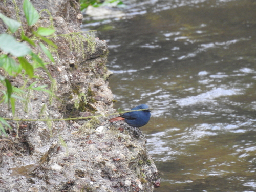 Plumbeous Water Redstart