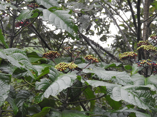Pagoda Flower