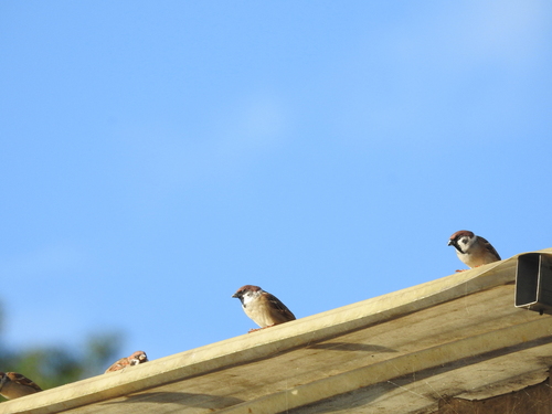 Eurasian Tree Sparrow