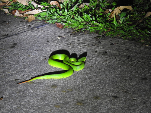 Lanna Green Pitviper