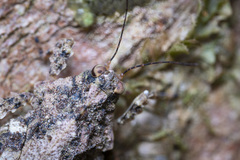 Cladonotinae