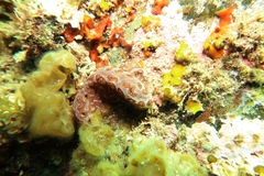 Botrylloides perspicuus