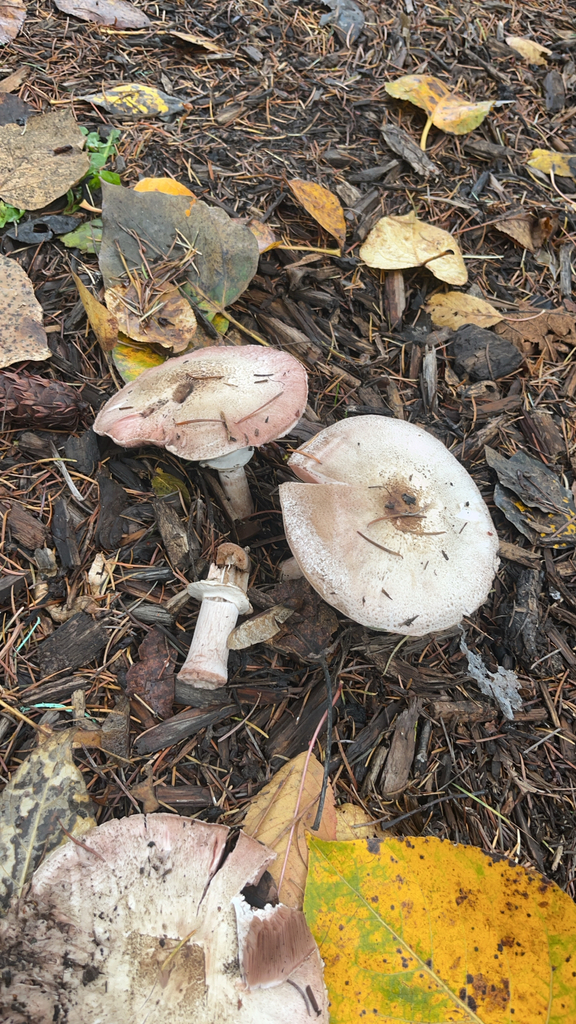 Agaricus deardorffensis · November 2025 · photo: © walkerbrown (iNaturalist, cc0)