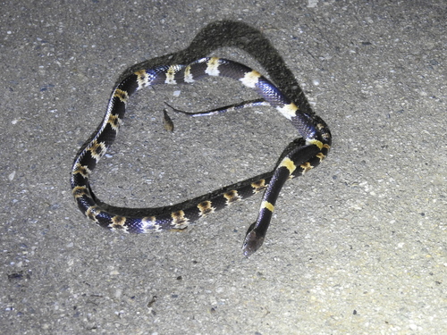 Banded Wolf Snake