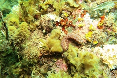 Botrylloides perspicuus
