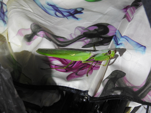 Hierodula longa