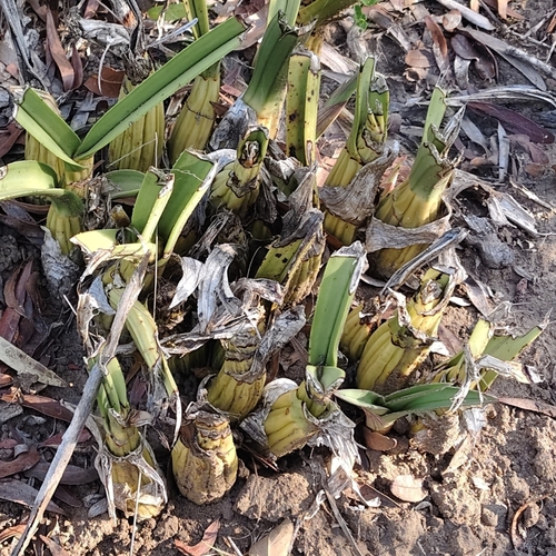 Eulophia petersii (Eulophia petersii)