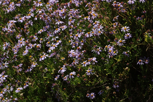 Bush Felicia (Felicia fruticosa)