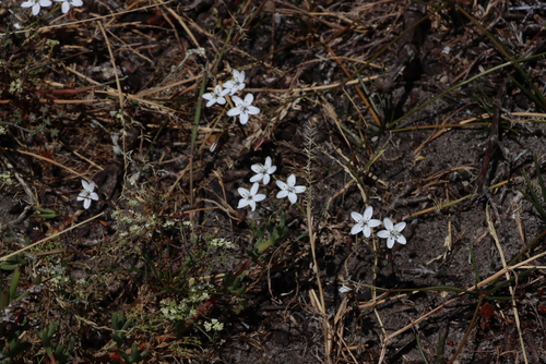 Drought Spookasem (Pharnaceum lineare)