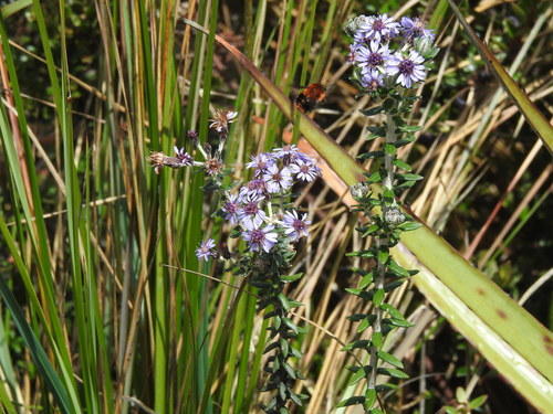 Linochilus phylicoides, photograph 6
