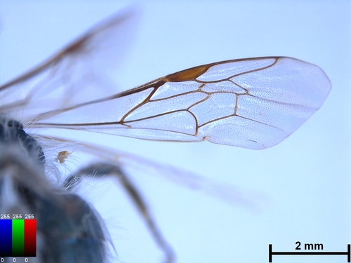 iNaturalist observation photo of Diandrena