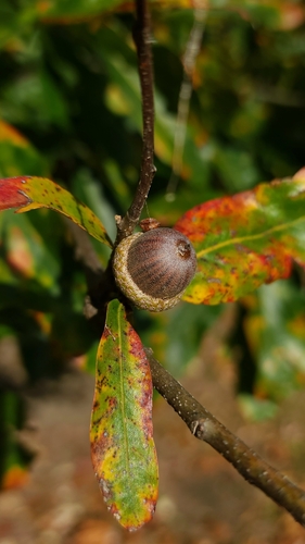 Quercus leana