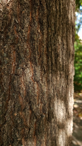 Quercus × leana, photograph 2