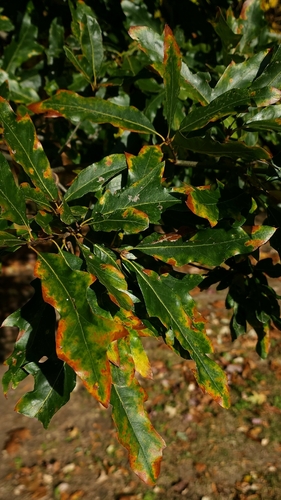 Quercus × leana, photograph 3