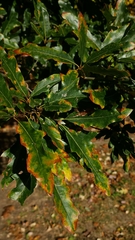 Quercus × leana, photograph author not stated, no rights reserved