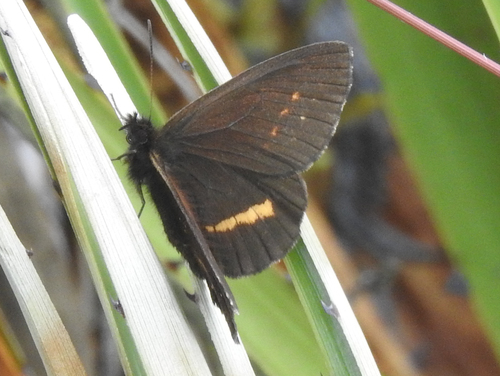 Altopedaliodes nebris