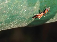 Myrmarachne formosana