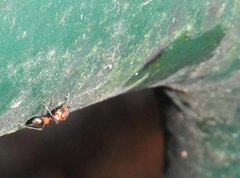 Myrmarachne formosana