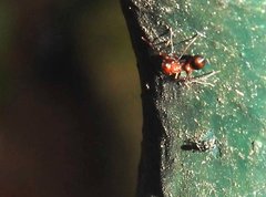 Myrmarachne formosana