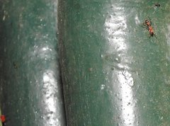 Myrmarachne formosana