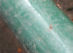 Myrmarachne formosana