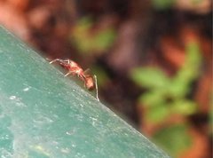 Myrmarachne formosana