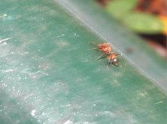 Myrmarachne formosana