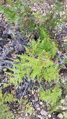 Myriopteris clevelandii